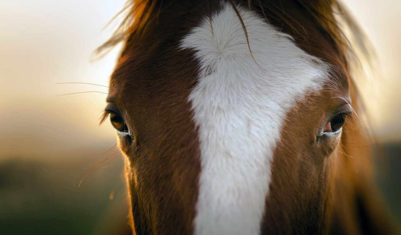 view, eye, horse, muzzle