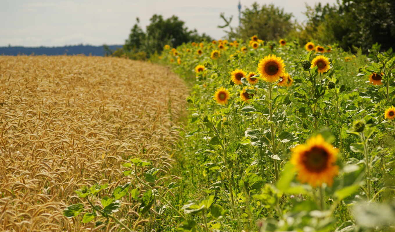 flowers, field, sunflower, farm, harvest, wheat, rural
