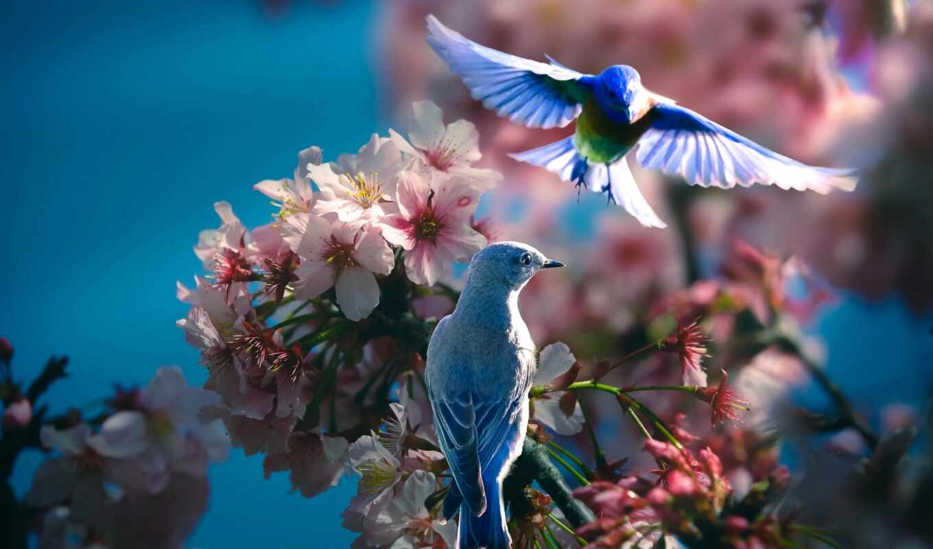 природа, птица, весна