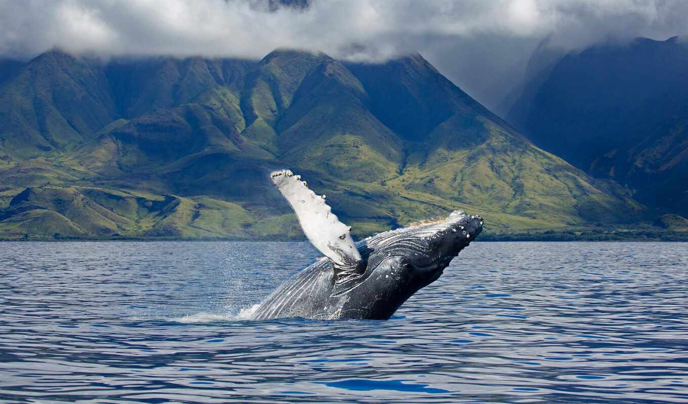 кит, humpback