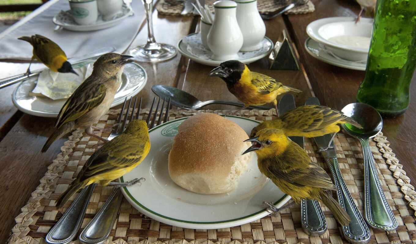 природа, еда, столик, птица, animal, national, хлеб, geographic