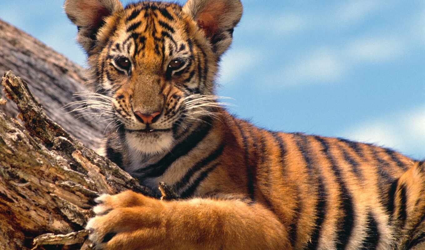 tiger, animal, the cub, poster