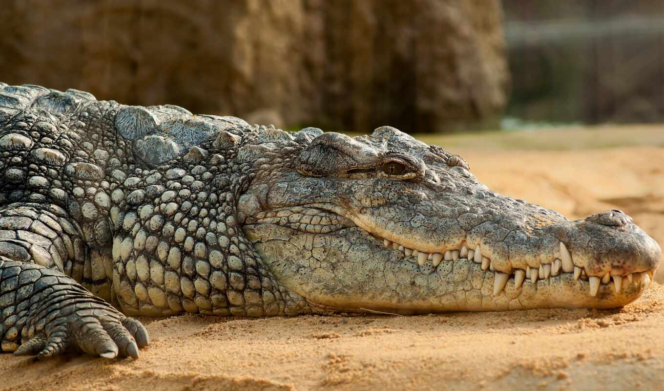 animals, sand, crocodile, teeth