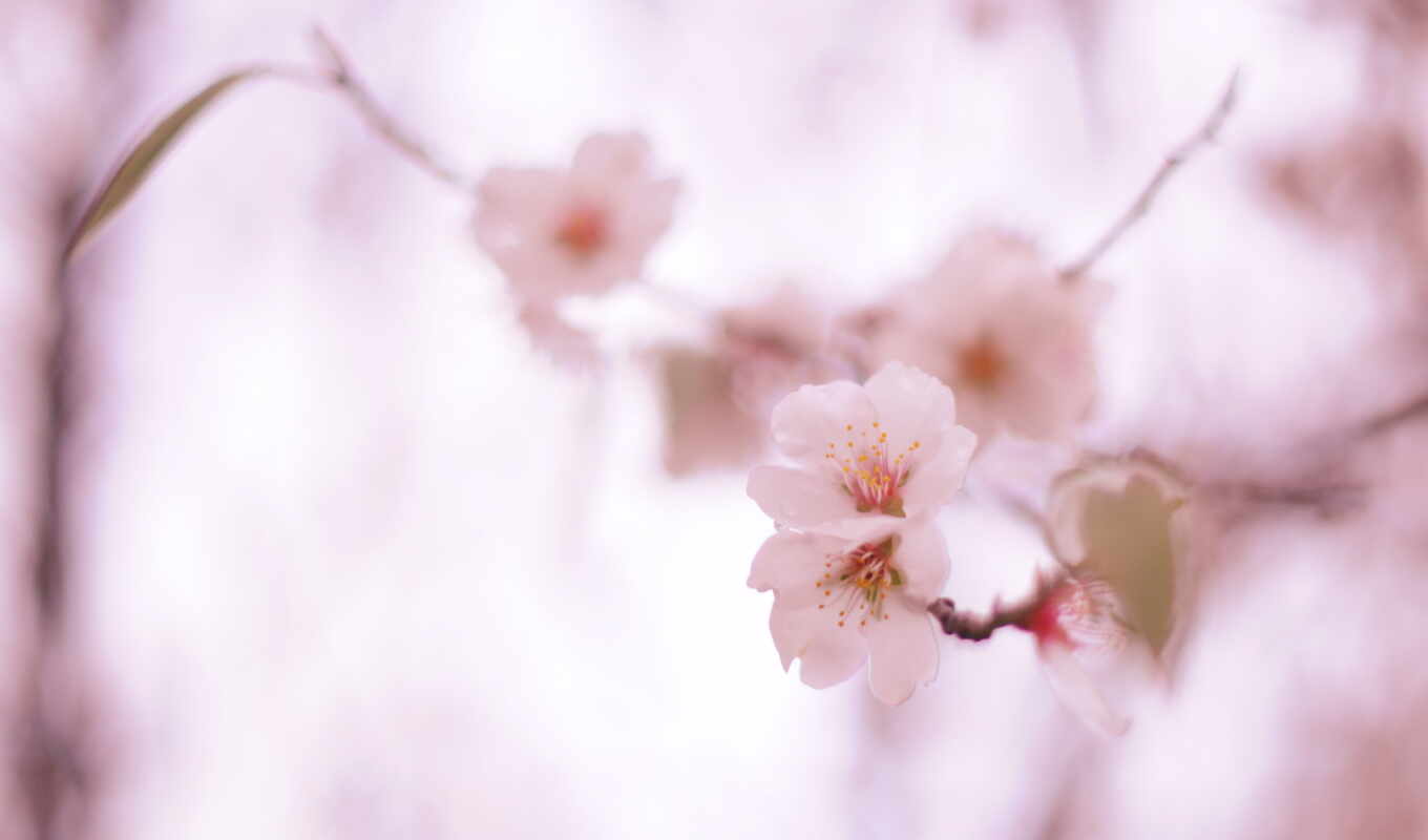 цветы, mobile, free, биг, весна, цветение, красивый, нежность, cvety, shirokoformatnyi