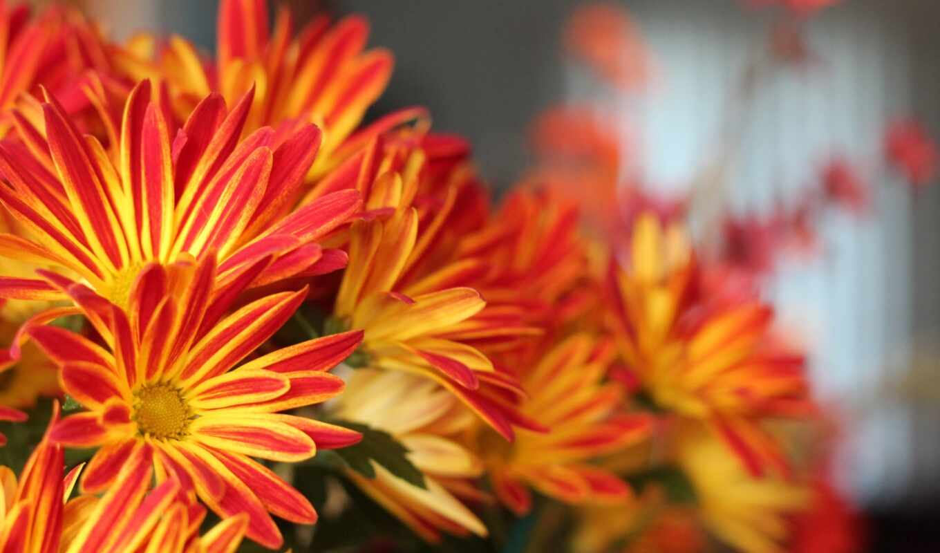 цветы, фон, red, оранжевый, yellow, букет, chrysanthemum, размытость, shirokoformatnyi, chrysanth, makryi