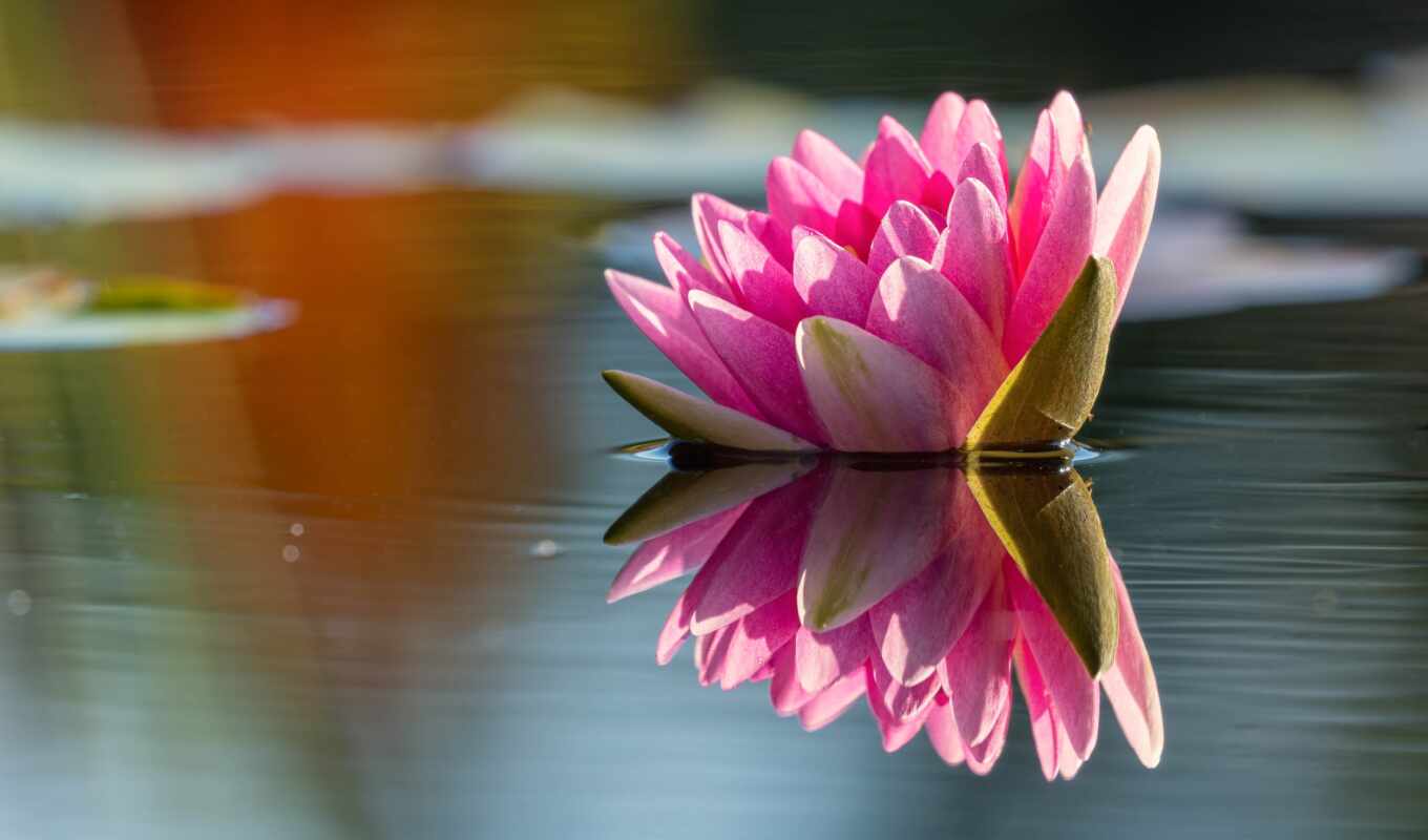 озеро, природа, цветы, свет, water, тематика, розовый, пруд, отражение, lily, leaf