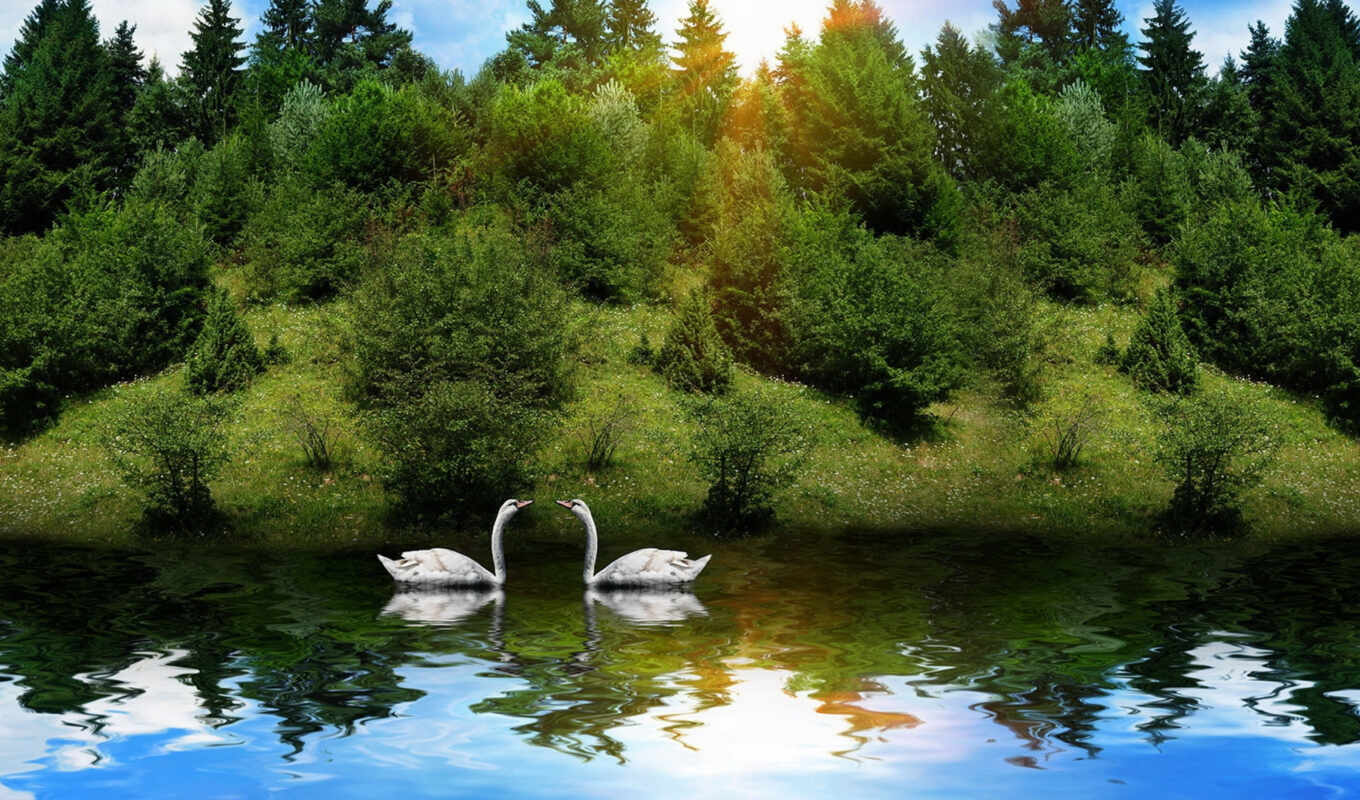forest, bird, animal, river, reflection, swan, pazlyi