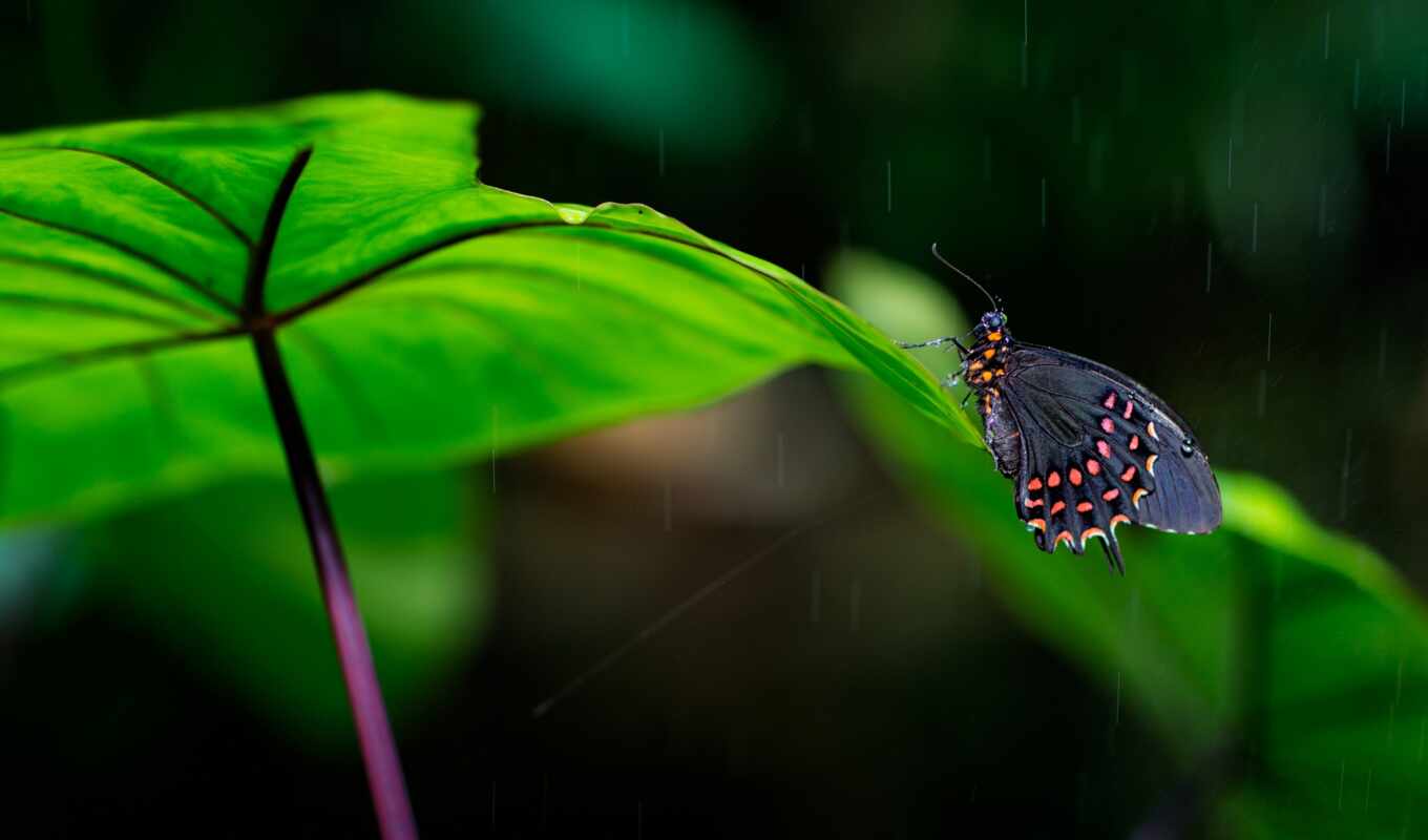природа, хороший, лист, дождь, бабочка, focus, leaf, narrow, makryi, atala