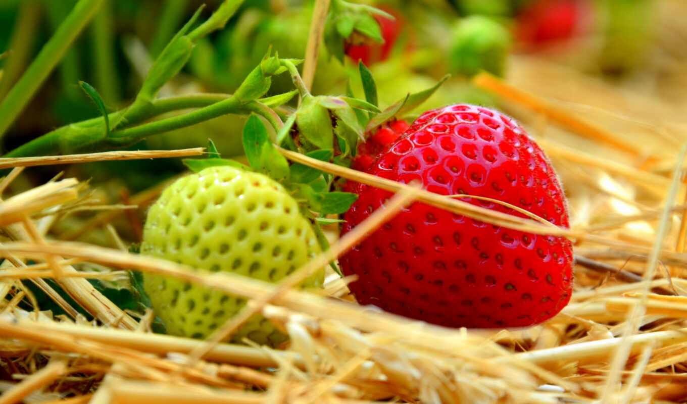 strawberry, field, berry