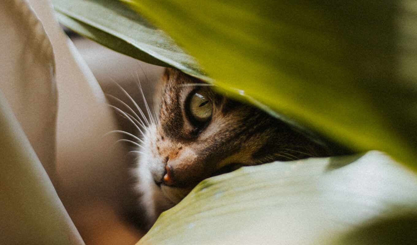cat, plant, leaf, view