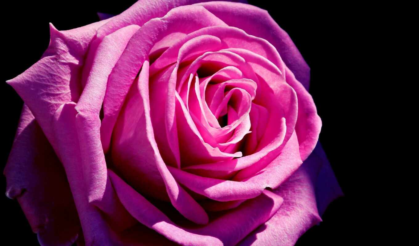 black, цветы, роза, russian, розовый, лепесток, romantic, анимированная, reverso, contextoboi