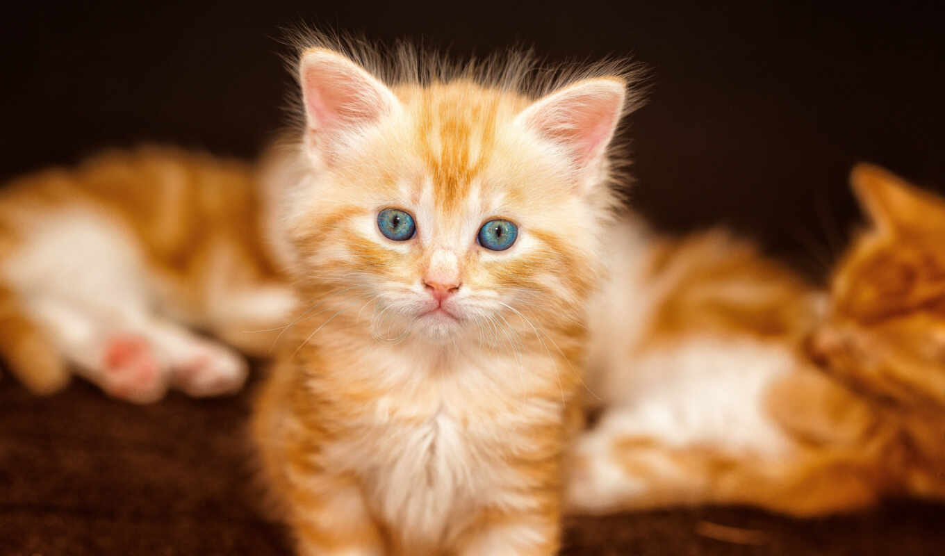 red, cat, cute, little, kitty, orange, baby, gatito, fluffy, cat