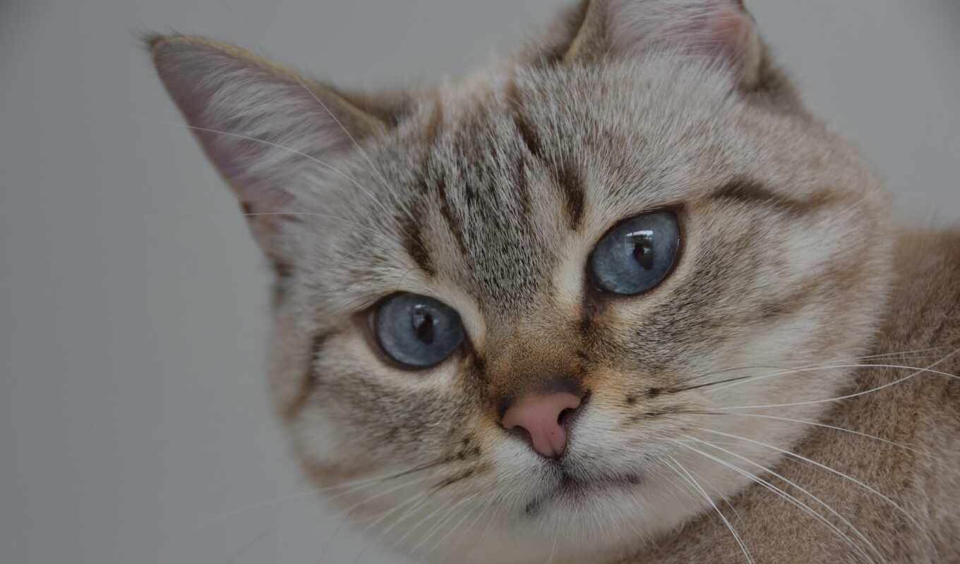 фото, blue, глаз, кот, foto, gratis, gato, royalty, libre, pixabay, amicus