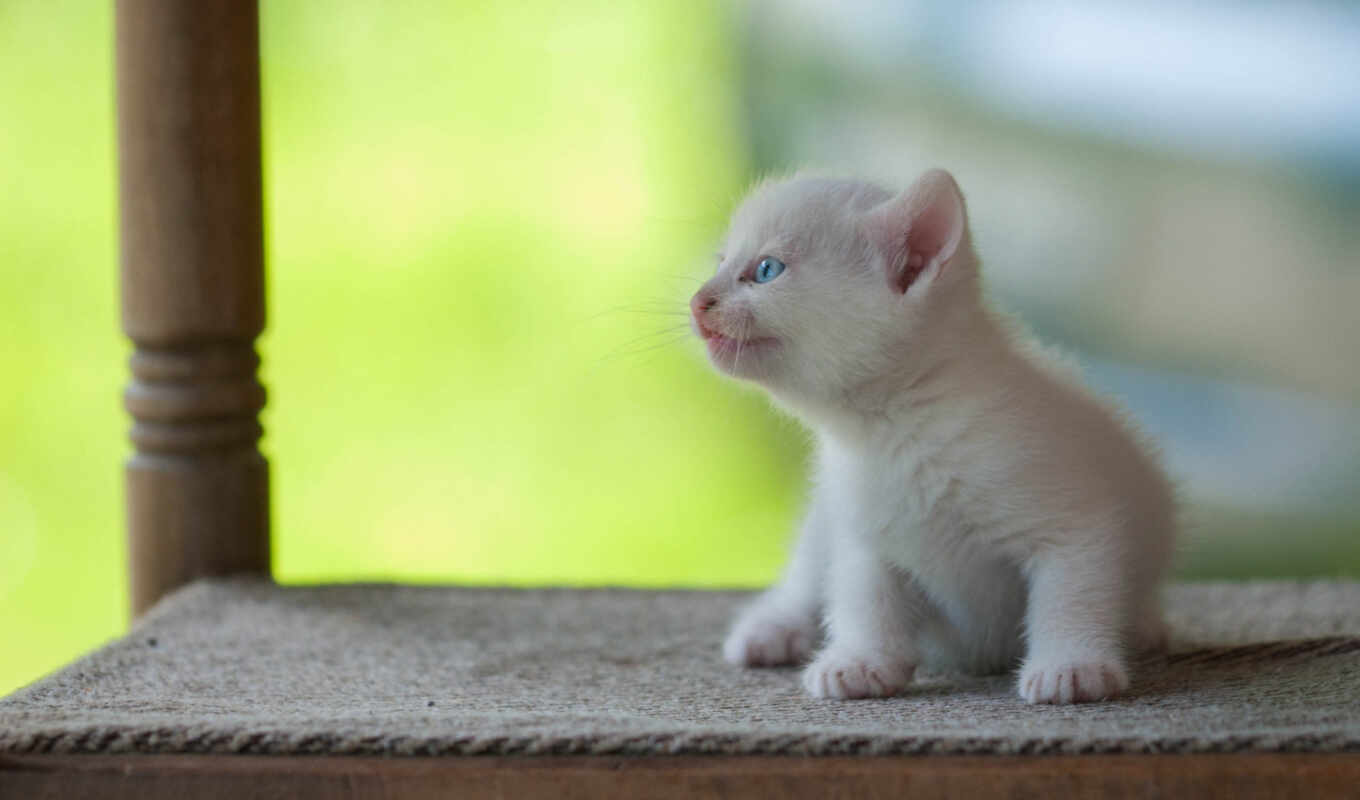 blue, eye, cat, kitty, animal, baby