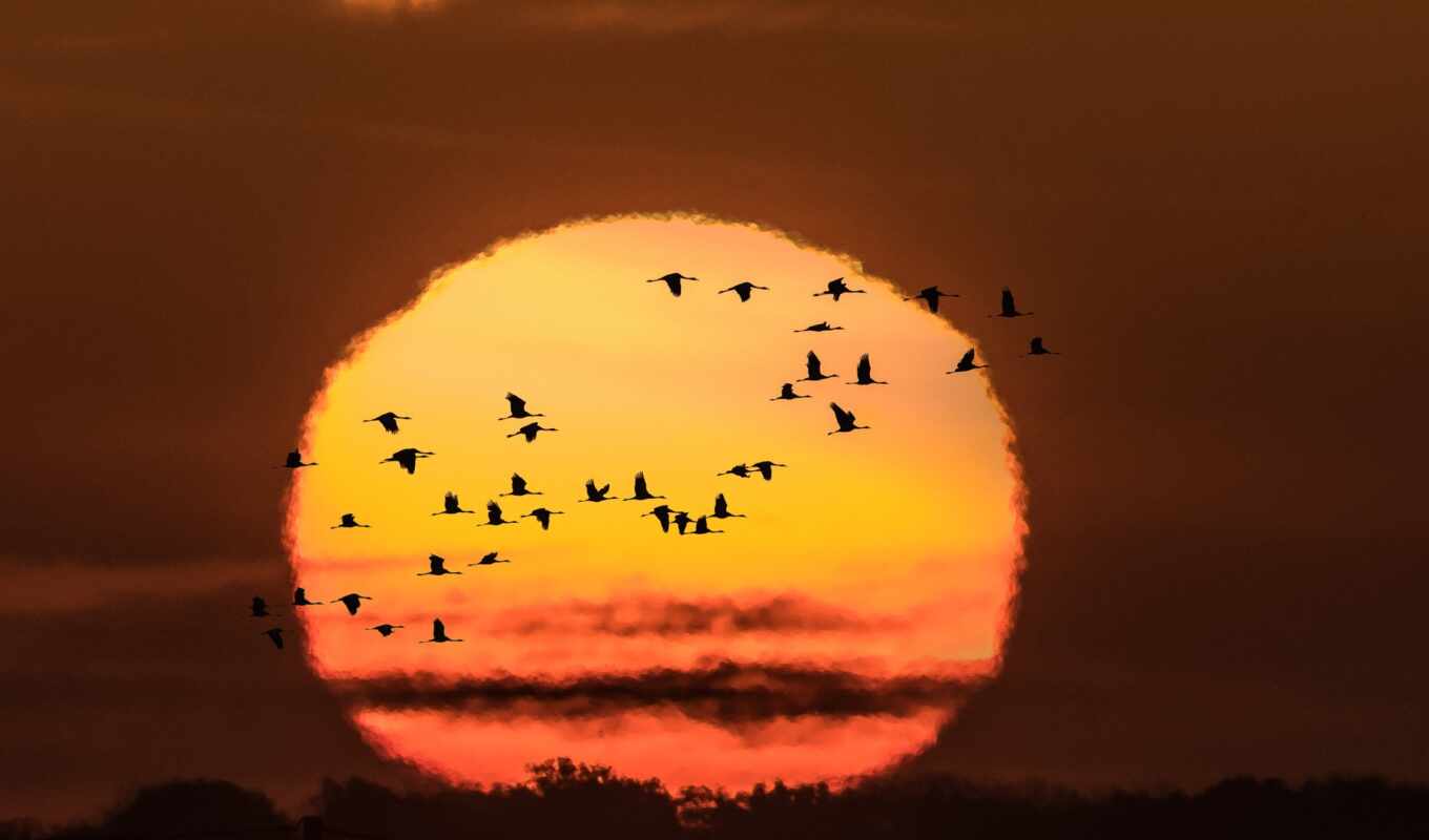 sky, sun, sunset, sunrise, bird, animal, a shadow, sunrise, even, dusk
