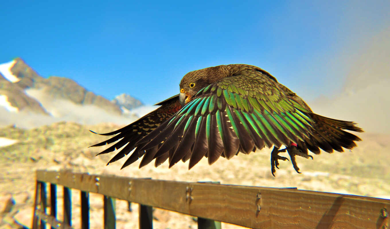 photo, background, bird, a parrot, animal, fly, geographic, a feather, kea