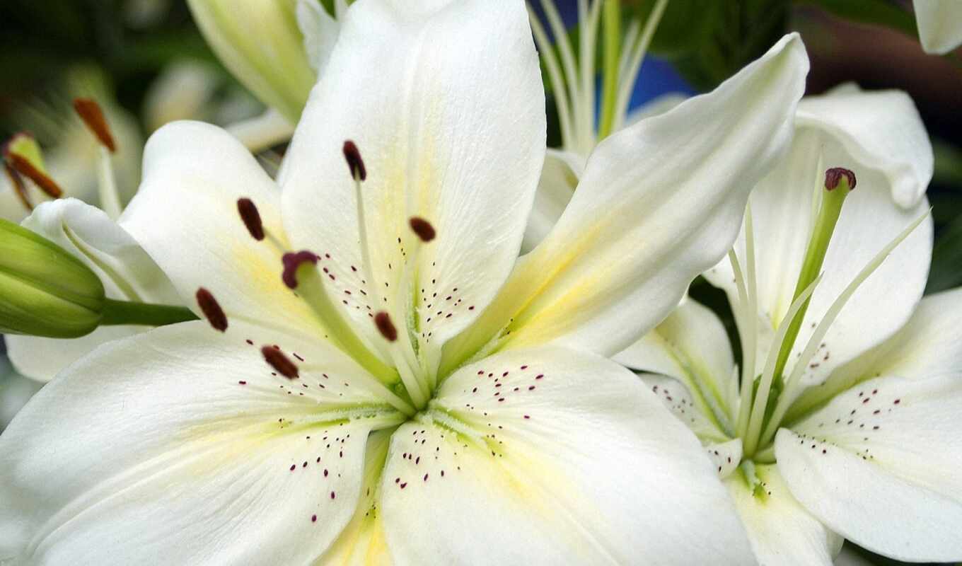 flowers, white, lily, lilies, lilies