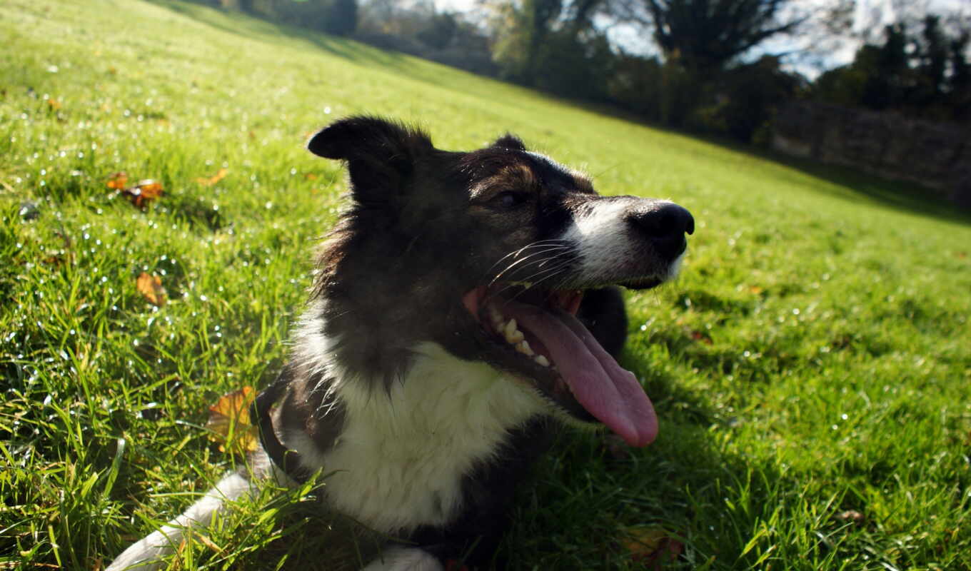 nature, grass, led, ips, border, action, acne, collie