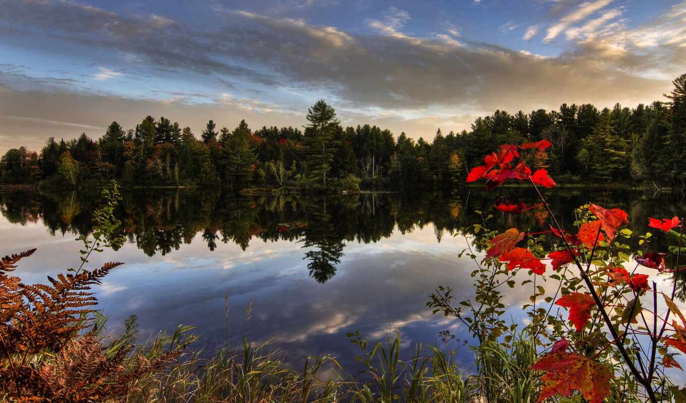 nature, flowers, Canada, Quebec, bosques, river