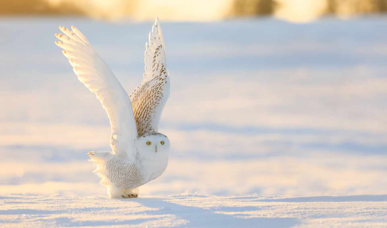 snow, winter, owl, great, back, bird, seagull, snowy