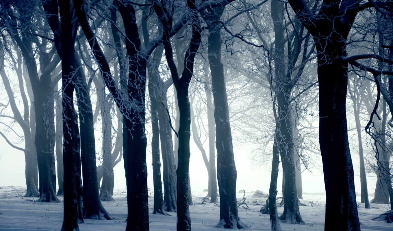 дерево, снег, winter, лес, опушка