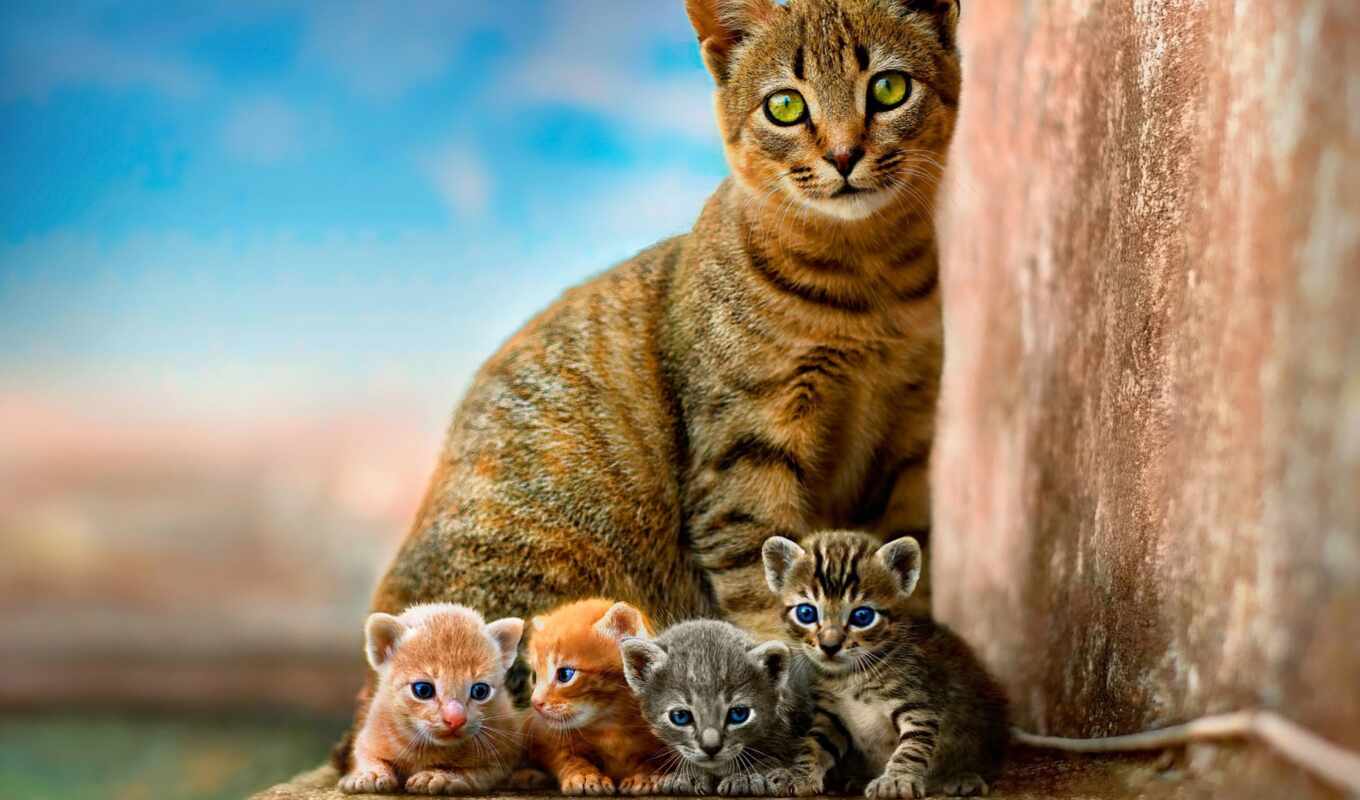 cat, kitty, kid, four, funart