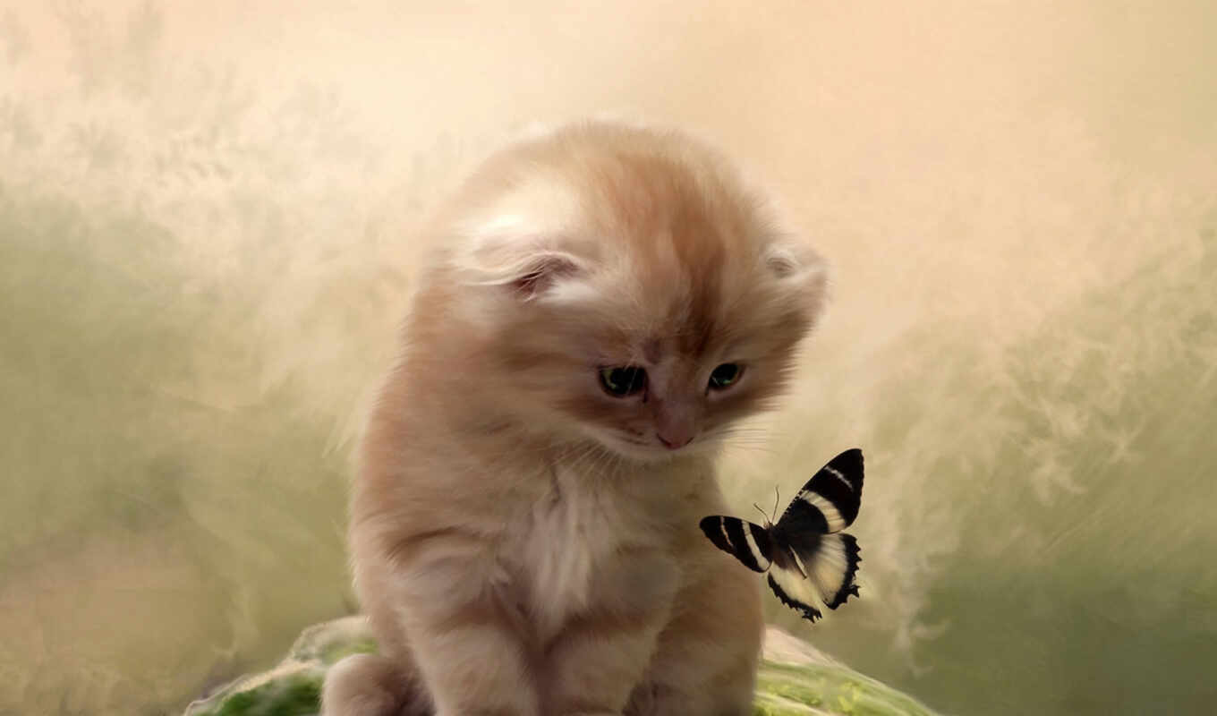 butterfly, cat, kitty, animal, kitty