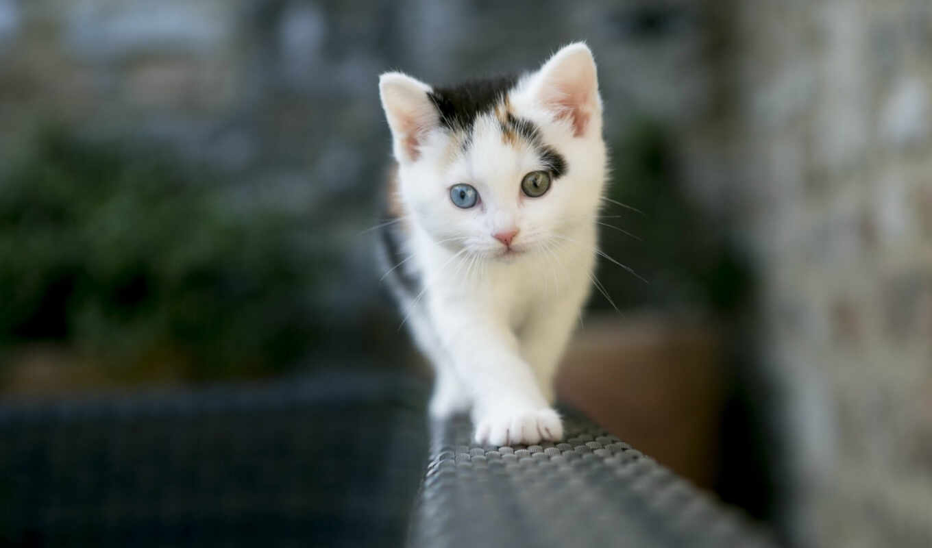 eyes, kitten