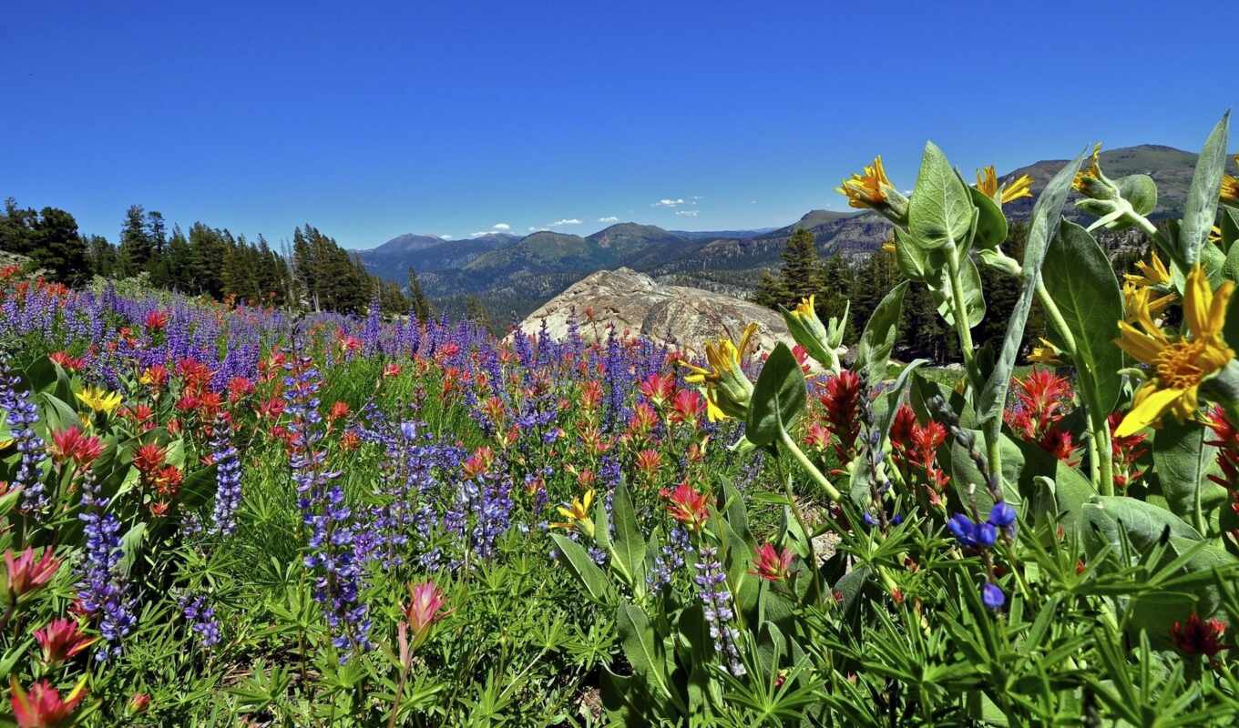 лес, california, flowers, mountains, national, nevada, sierra, eldorado