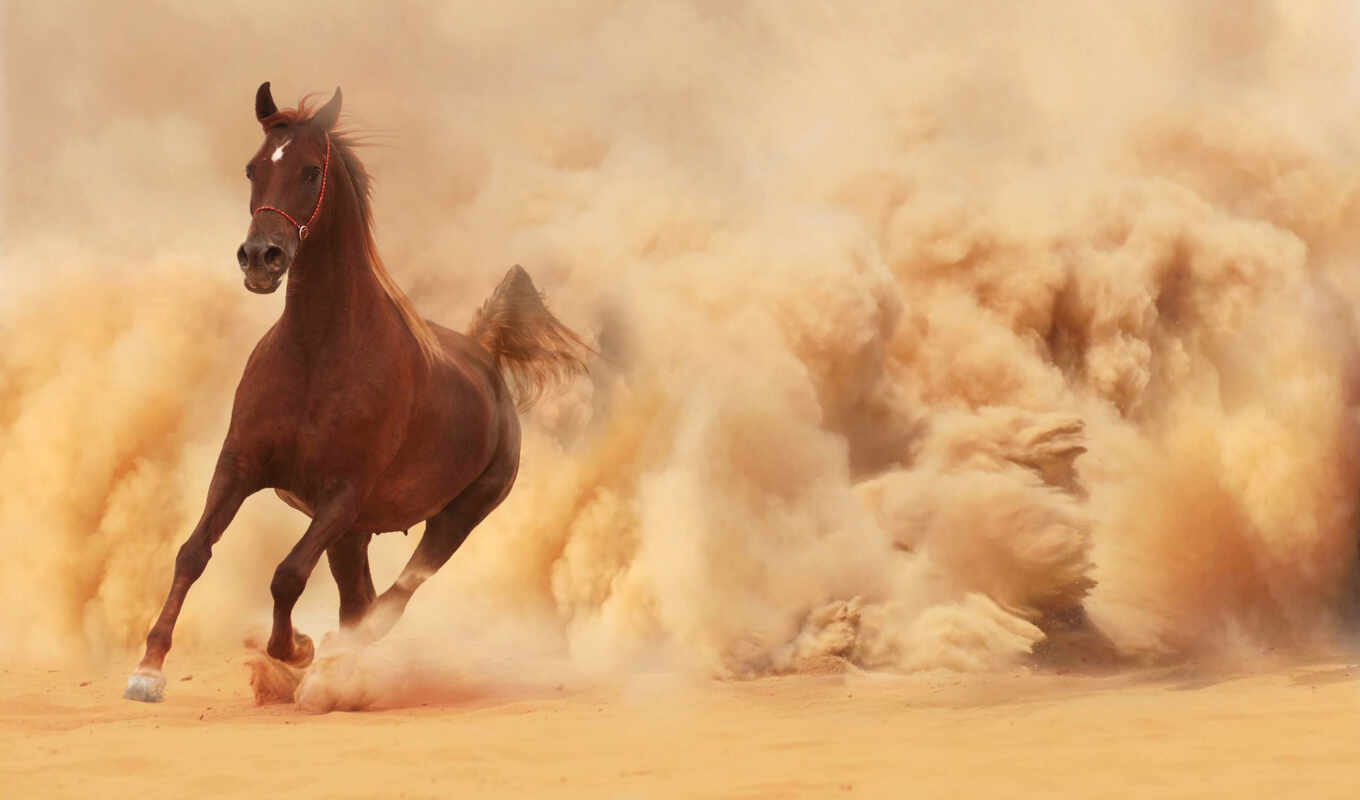 horse, sand, horses, zhivotnye, dust, running, photo wallpapers