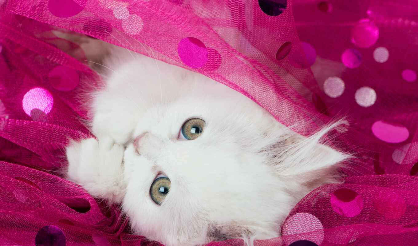 взгляд, white, кошки, котята, котенок, морда, пушистый, сон, розовой, tulle