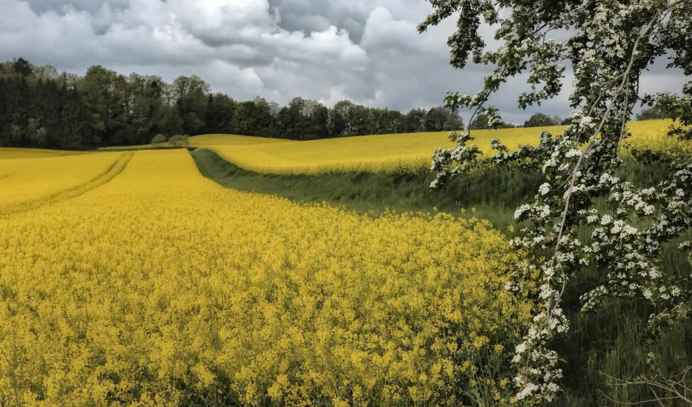 nature, total, advertisement, rapeseed, technical, crops, backing, nature, khmelnitsky