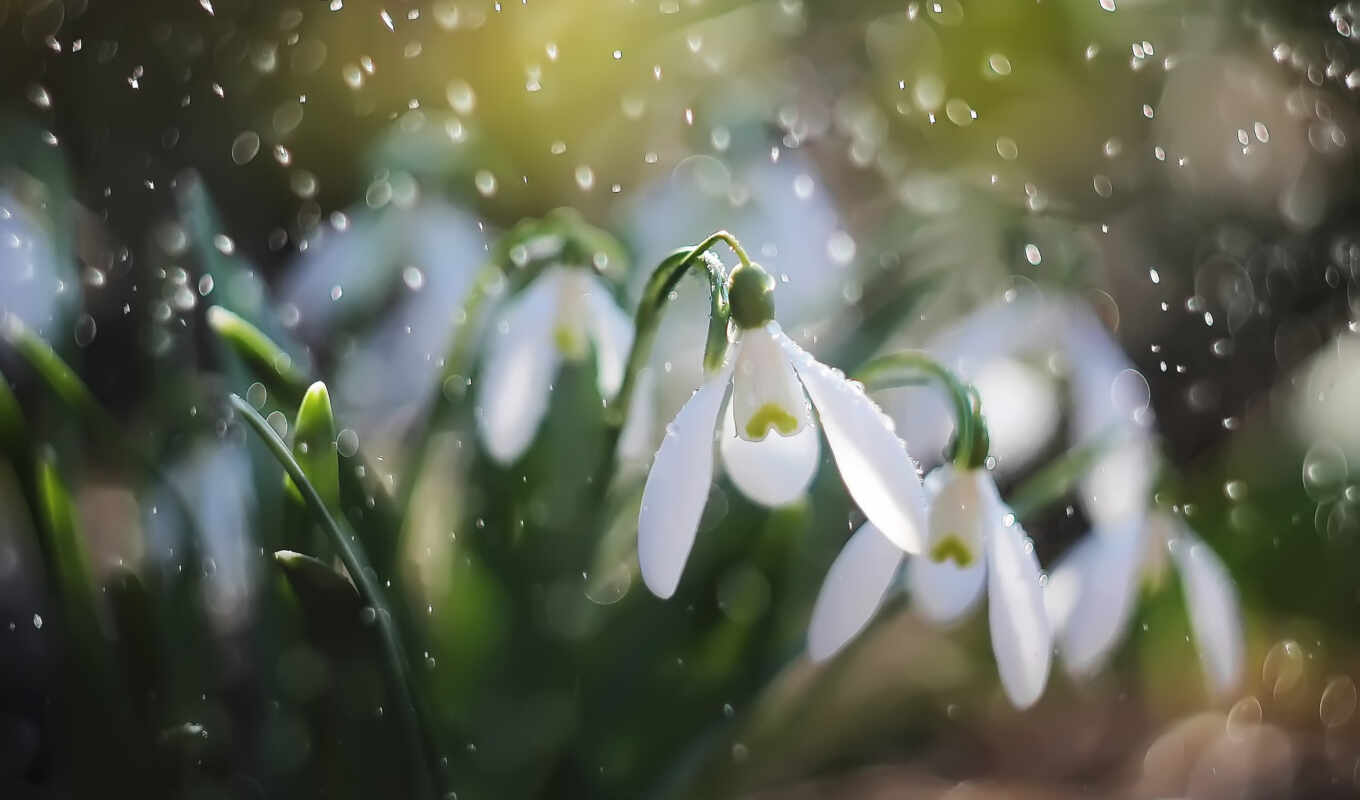 you, weather, poems, your, day, spring, congratulation, first, snowdrop