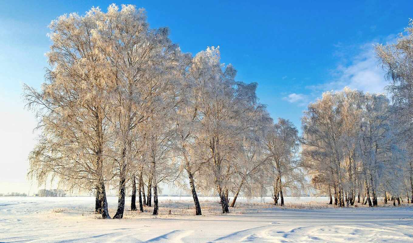winter, presentation, birch tree, fonika