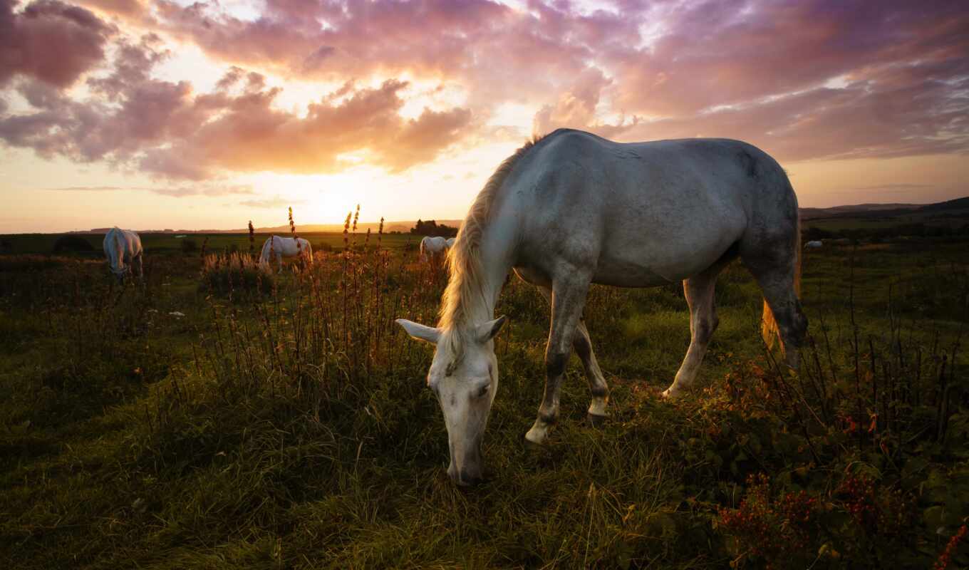 mobile, horse, grass, field, animal
