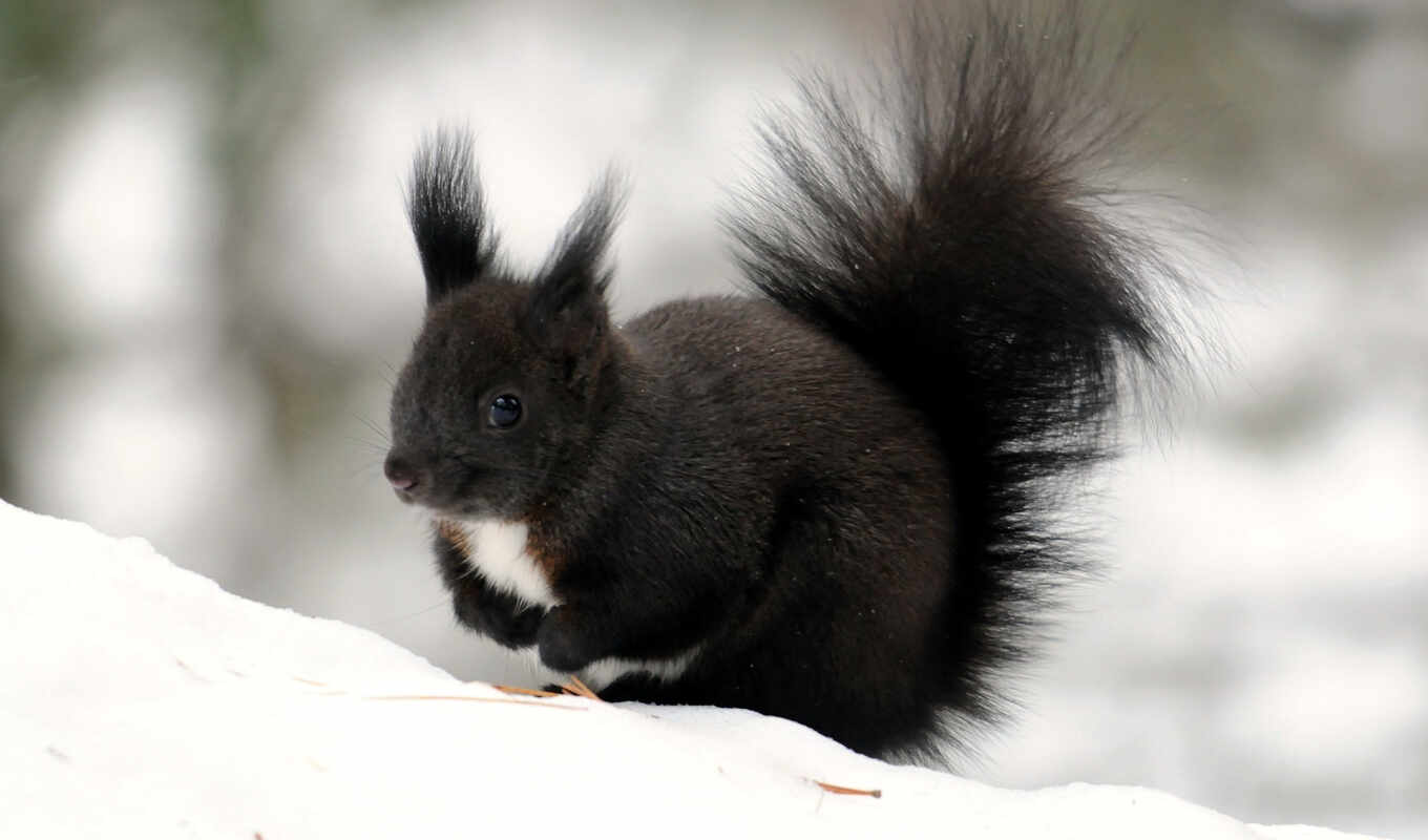 snow, winter, squirrels, tail, fluffy, color