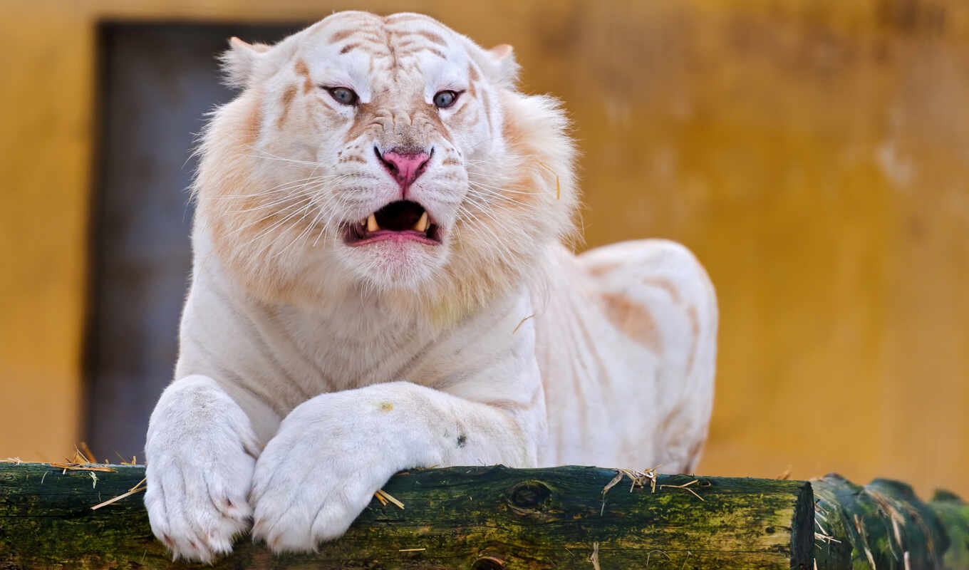 white, тигр, сниматься