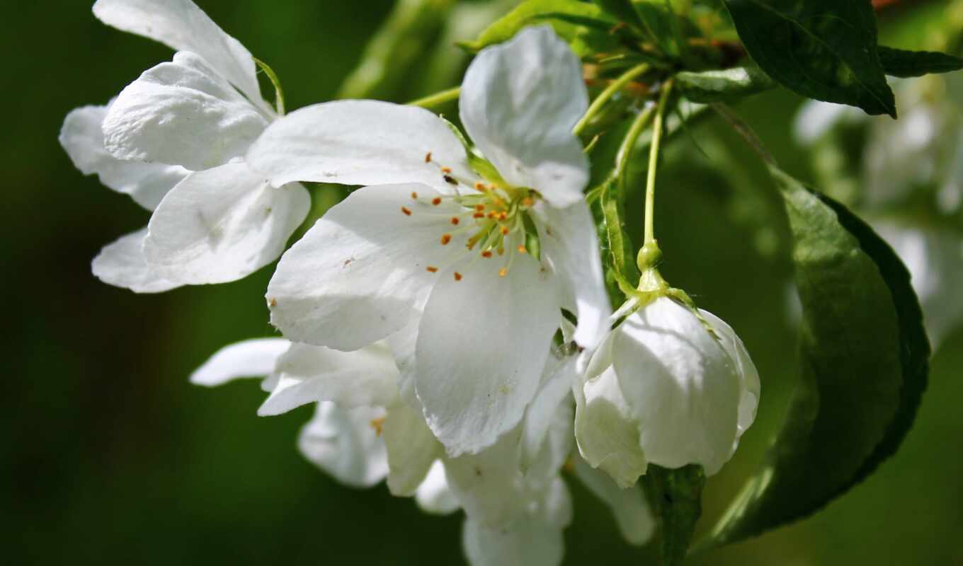 цветы, white, дерево, лепестки, cherry, lily, footage, канна, prunus