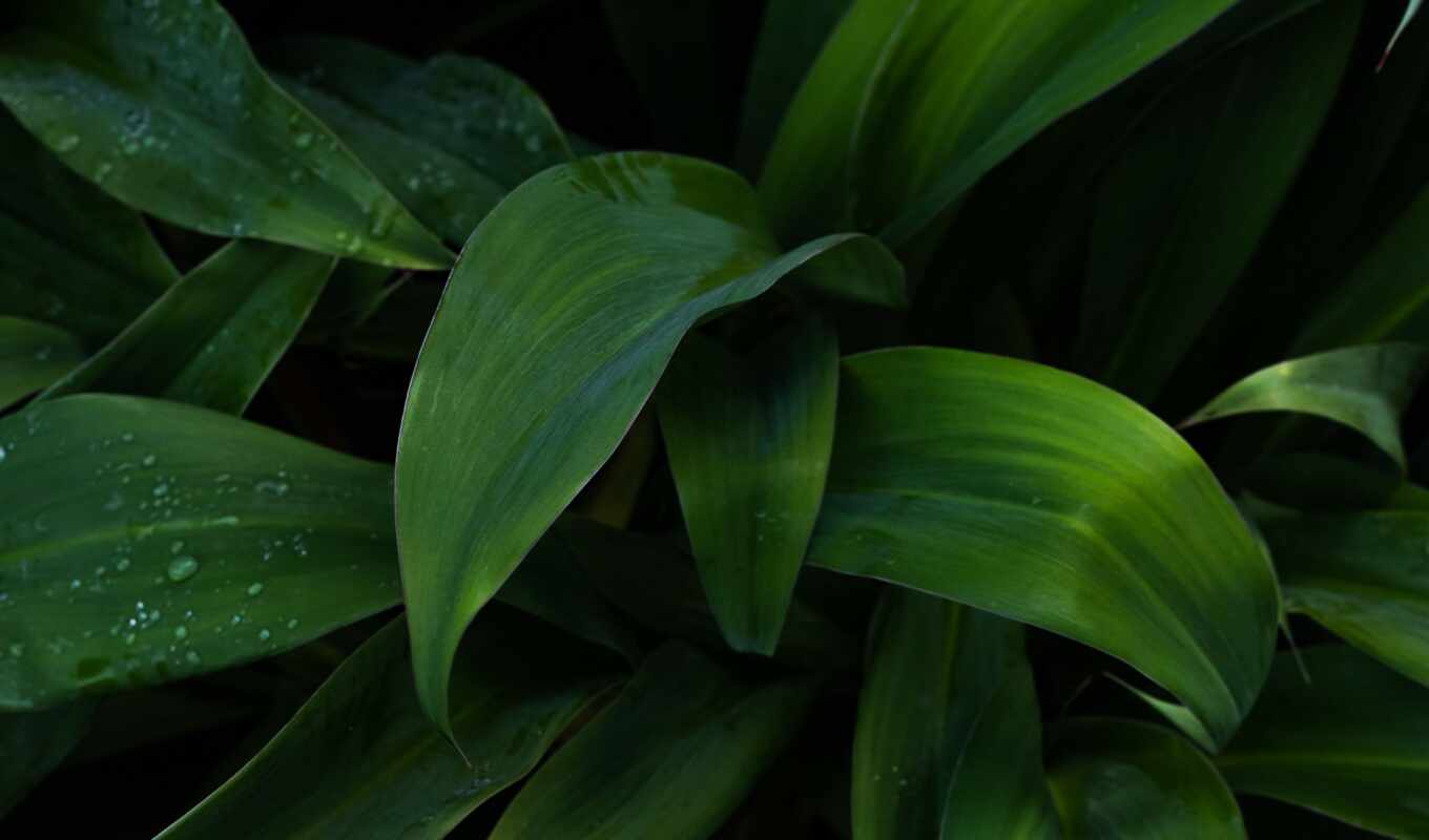 drop, mobile, plant, wet, leaf