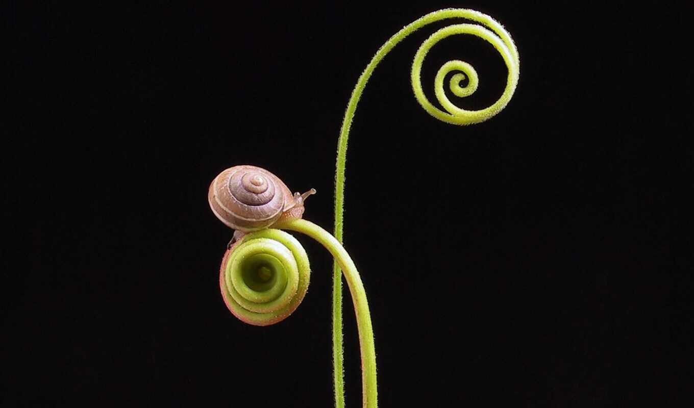 природа, snail