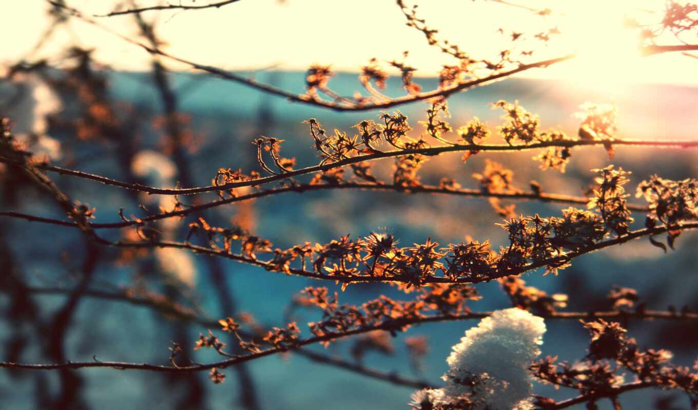 sun, снег, branch, весна, makryi, funart, oir