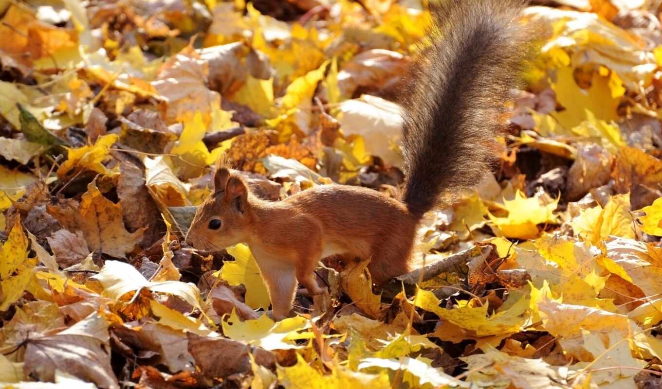 collection, telephone, autumn, squirrels, foliage, animals, categories