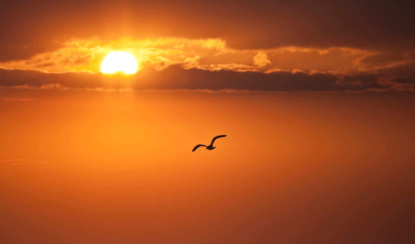 sky, sun, sunset, flight, bird, seagull, cloud, wings
