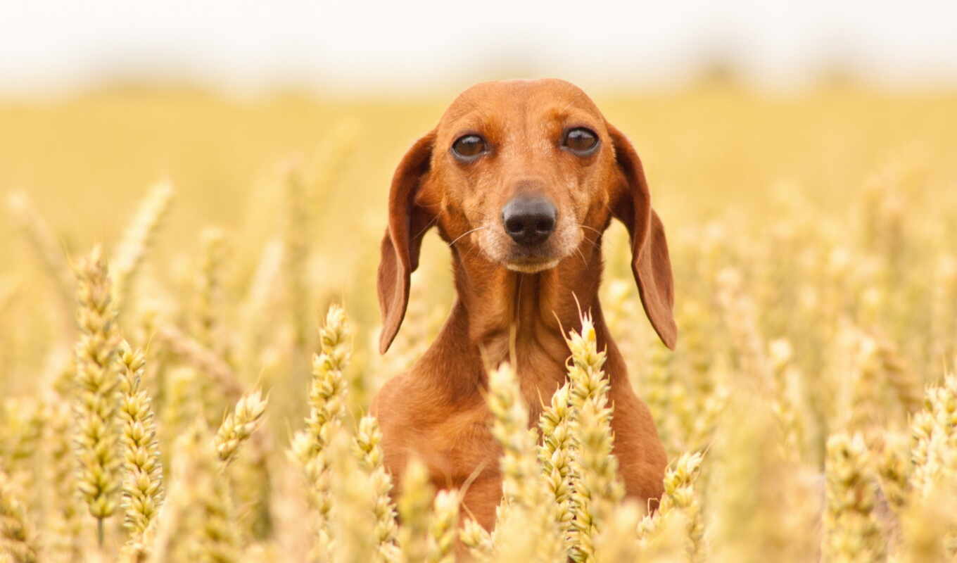 desktop, pictures, dog, dogs, pin, chiens, wasp, dachshund