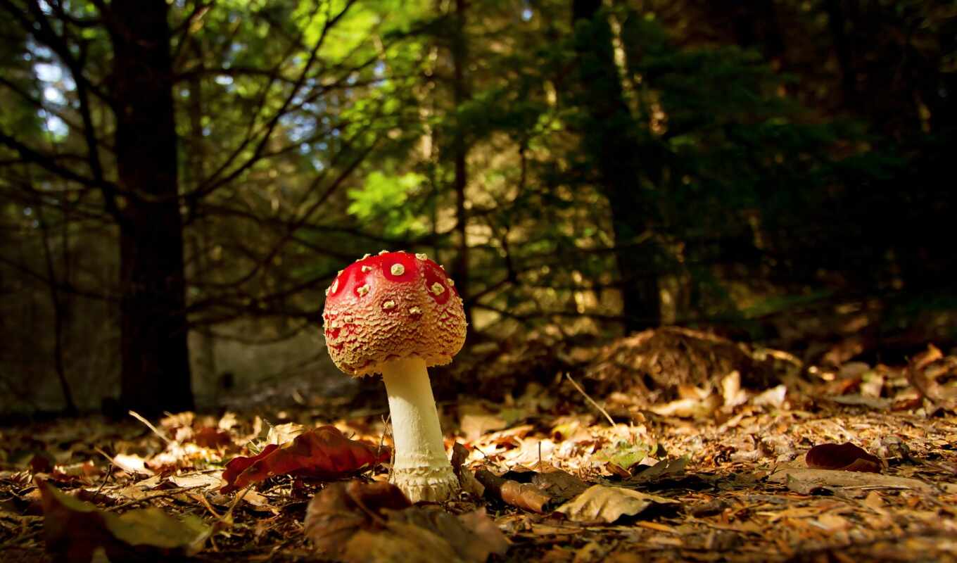 macro, forest, categories, autumn, foliage, branch, backgrounds, mushroom, fly agaric