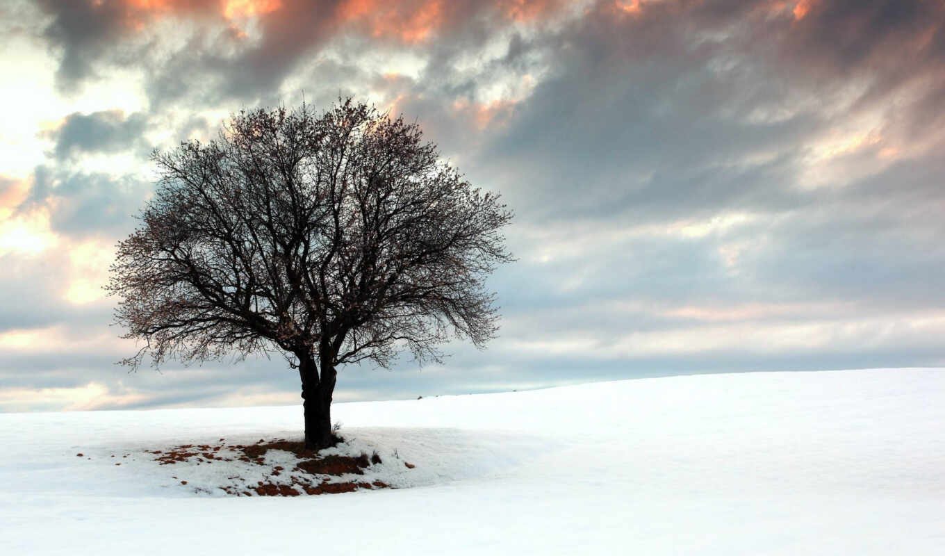desktop, пейзажи -, themes, дерево, снег, winter, поле, chrome, themebeta