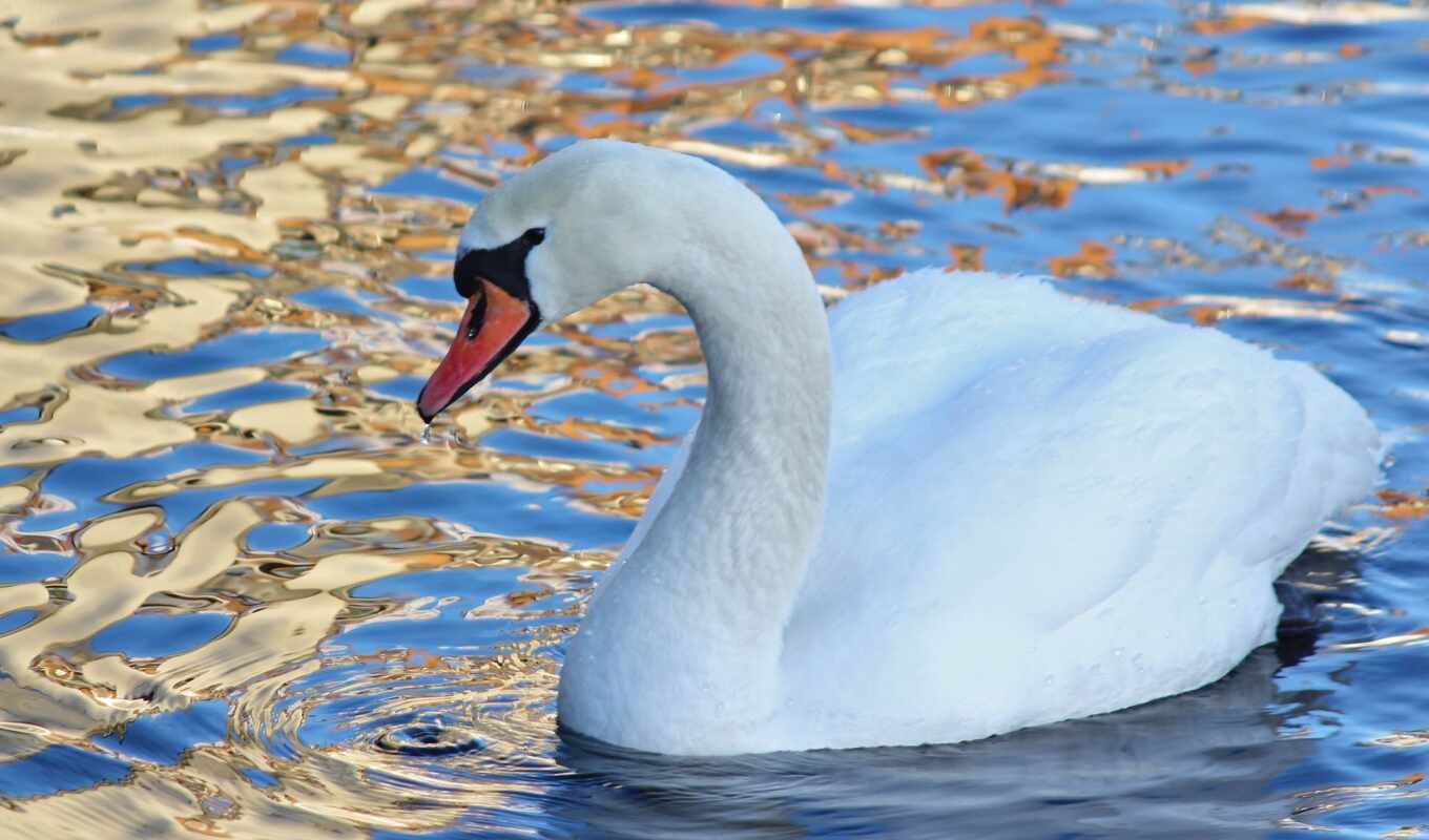 white, water, beautiful, bird, яndex, swans, water, swan, zhivotnye, swan