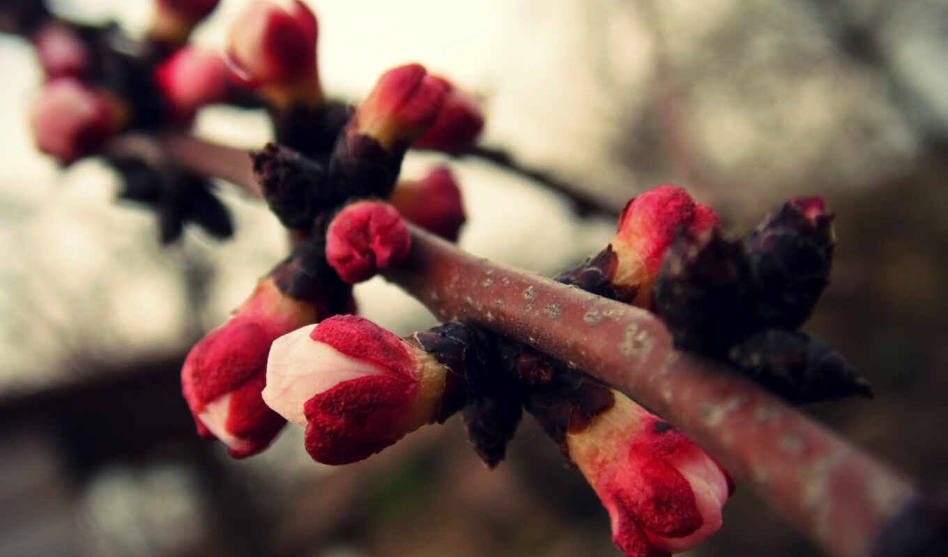 pink, branch, spring, plant, warm, trees, cvety, blooming, apricot, blurring