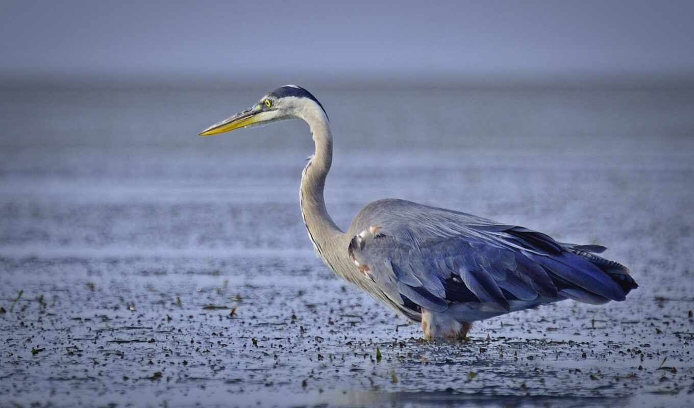 lake, blue, picture, picture, water, great, bird, heron, birds
