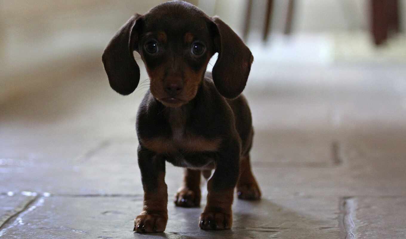 cute, dog, puppy, animal, dash, puppy, hound, pet, public, domain, dachshund